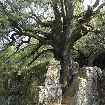 Baroi Оргозоло